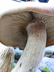 Macrocybe gigantea