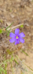 Aristea africana