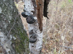 Daldinia concentrica