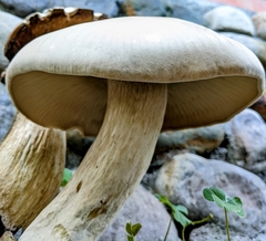 Macrocybe gigantea