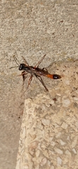 Ammophila