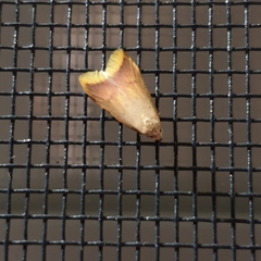 Tachystola acroxantha