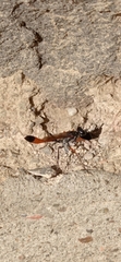Ammophila