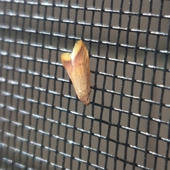 Tachystola acroxantha