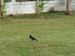Gracupica floweri