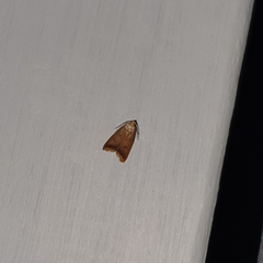 Tachystola acroxantha