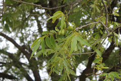 Carya illinoinensis