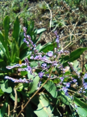 Limonium vulgare