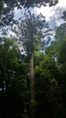Araucaria bidwillii