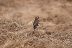 Mirafra javanica