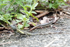 Sphenomorphus incognitus