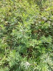 Artemisia verlotiorum