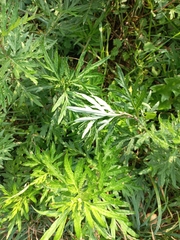 Artemisia verlotiorum