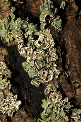 Punctelia jeckeri