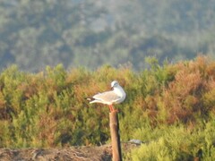 Chroicocephalus brunnicephalus