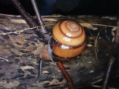 Sphaerospira fraseri