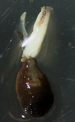 Sipuncula