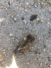 Gryllotalpa gryllotalpa