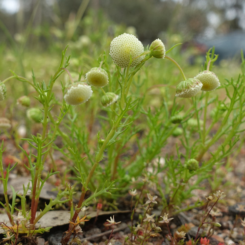 Image of Cotula bipinnata by (c) yatesy, some rights reserved (CC BY)