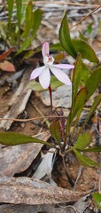 Caladenia fuscata