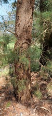 Pinus radiata