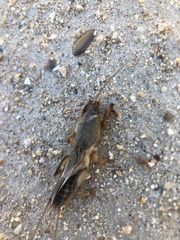 Gryllotalpa gryllotalpa