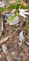 Caladenia fuscata