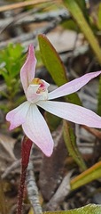 Caladenia fuscata