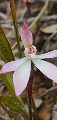 Caladenia fuscata