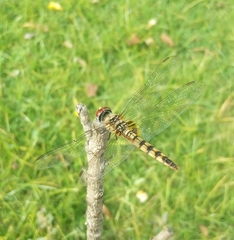 Urothemis signata