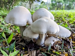 Macrocybe gigantea