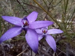 Glossodia minor