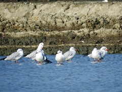 Chroicocephalus brunnicephalus