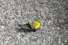 Troides magellanus sonani