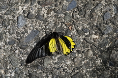 Troides magellanus sonani