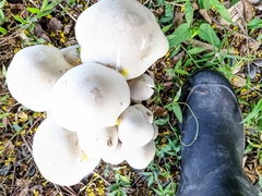 Macrocybe gigantea