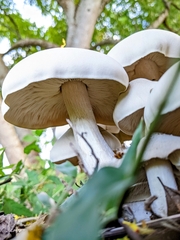 Macrocybe gigantea