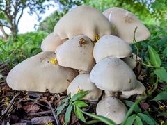 Macrocybe gigantea