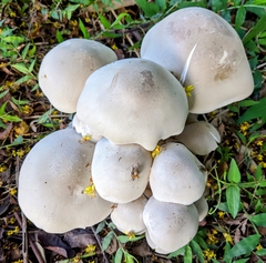 Macrocybe gigantea