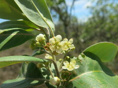 Lophostemon suaveolens