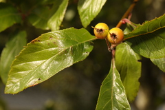 Crataegus crus-galli
