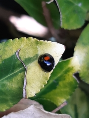 Chilocorus renipustulatus