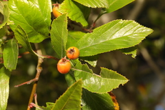 Crataegus crus-galli