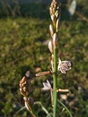 Asphodelus fistulosus