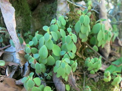 Peperomia leptostachya
