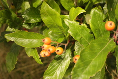 Crataegus crus-galli
