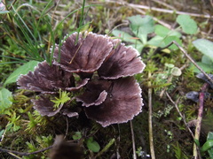 Thelephora terrestris