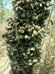 Dendrobium linguiforme