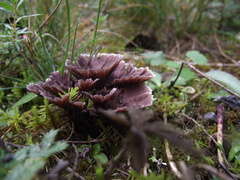 Thelephora terrestris