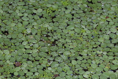 Salvinia